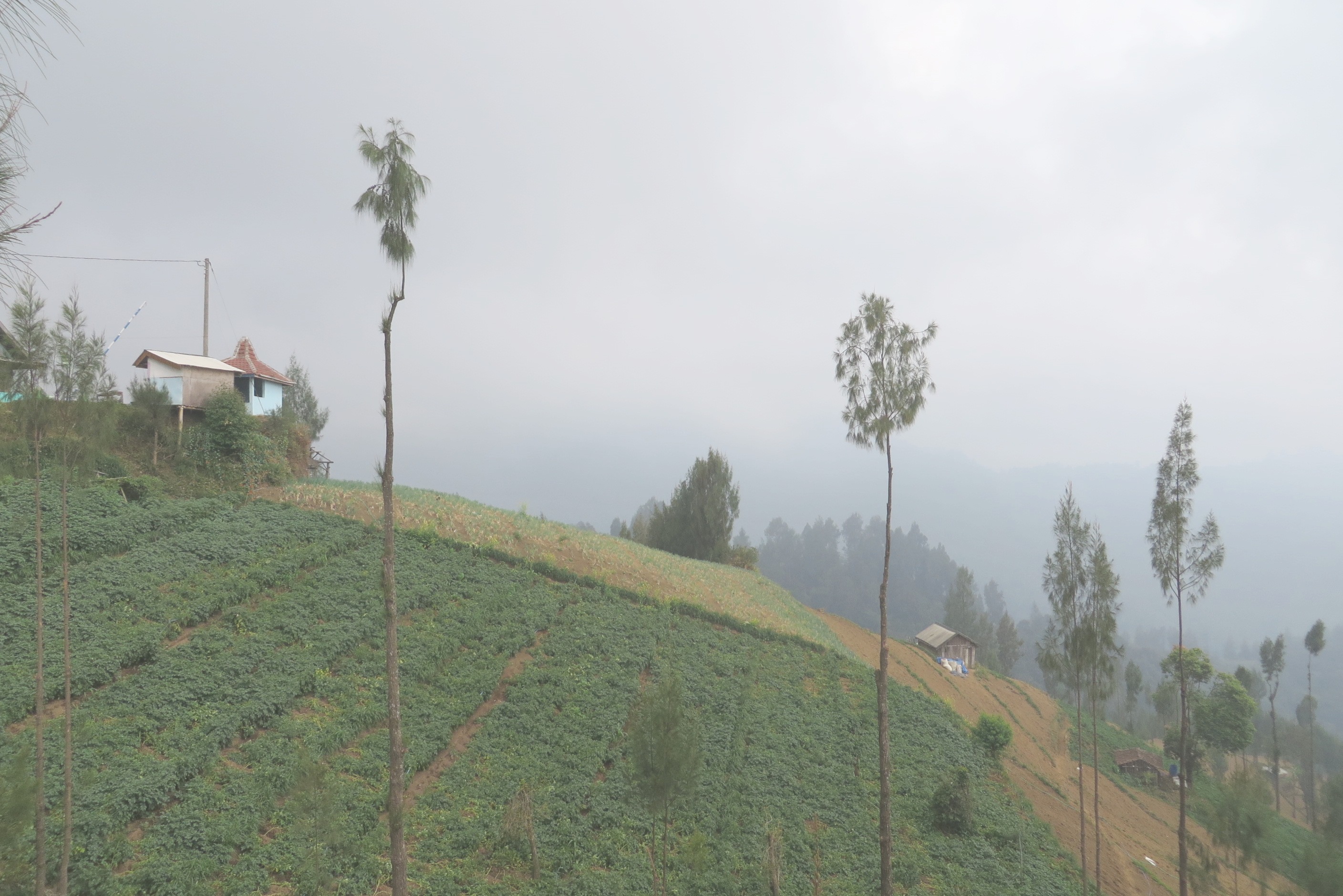 Ladang dg kemiringan tinggi di desa Ngadas